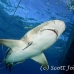 shark_lemon_tb_lbb_h_0150_bah0173.jpg